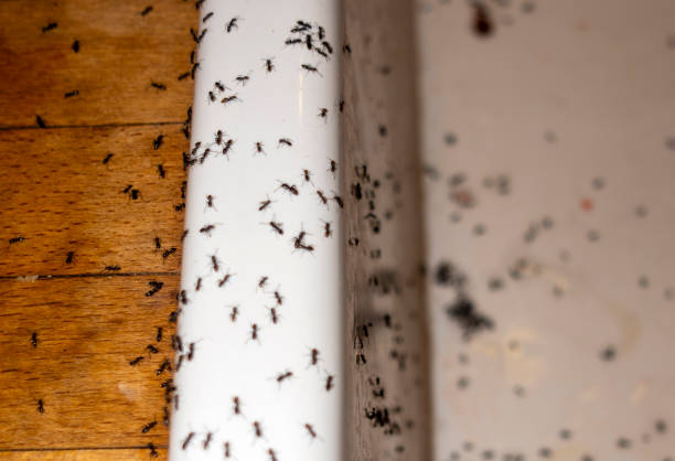 Best Wasp Removal Services  in Delmar, MD