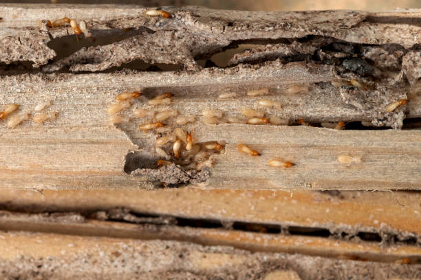 Best Mosquito Control Services  in Delmar, MD